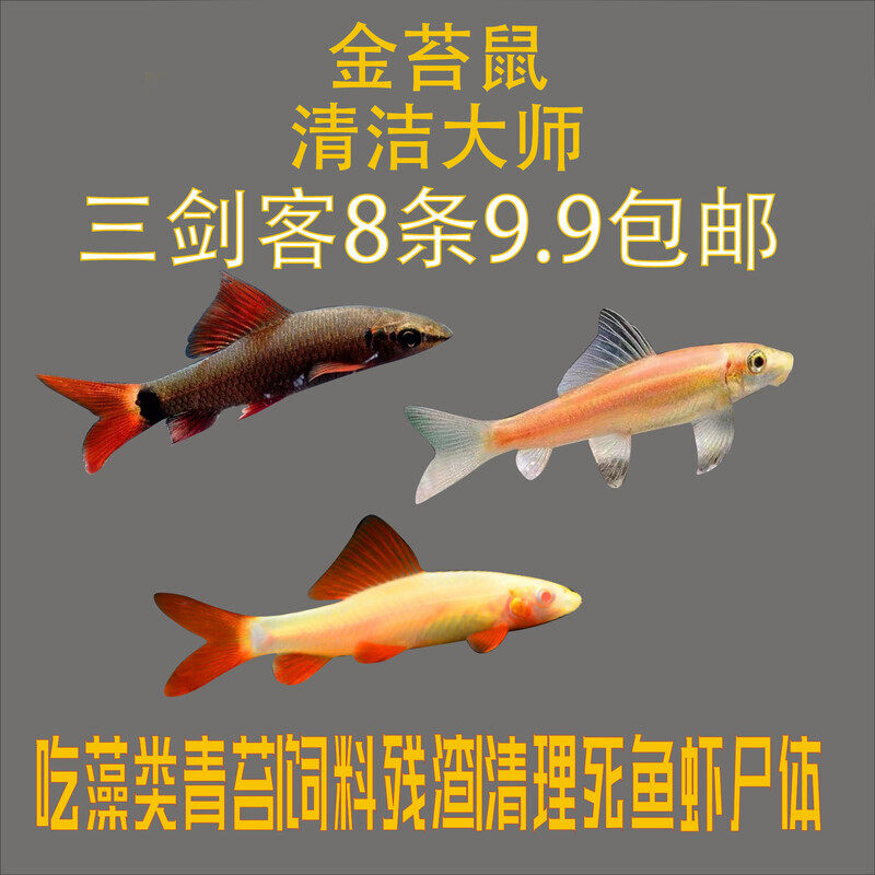 金苔鼠 清道夫 热带观赏鱼除藻工具鱼清洁吃垃圾蓝鲨鱼活体老鼠鱼