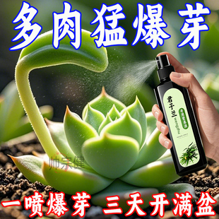 三天爆盆】肉多多营养液爆芽王多肉爆盆专用肥助生长促发芽疯长剂
