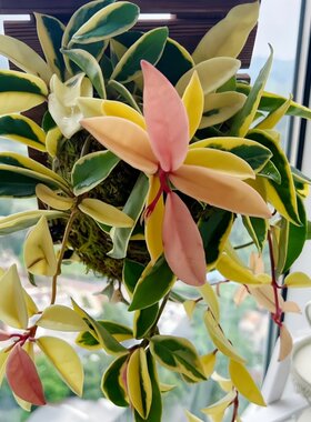 三色球兰花叶锦勤花变色四季室内阳台花卉绿植垂吊爬藤植物吊兰花