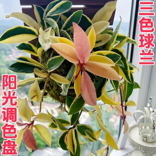 三色球兰花叶锦勤花变色四季室内阳台花卉绿植垂吊爬藤植物吊兰花