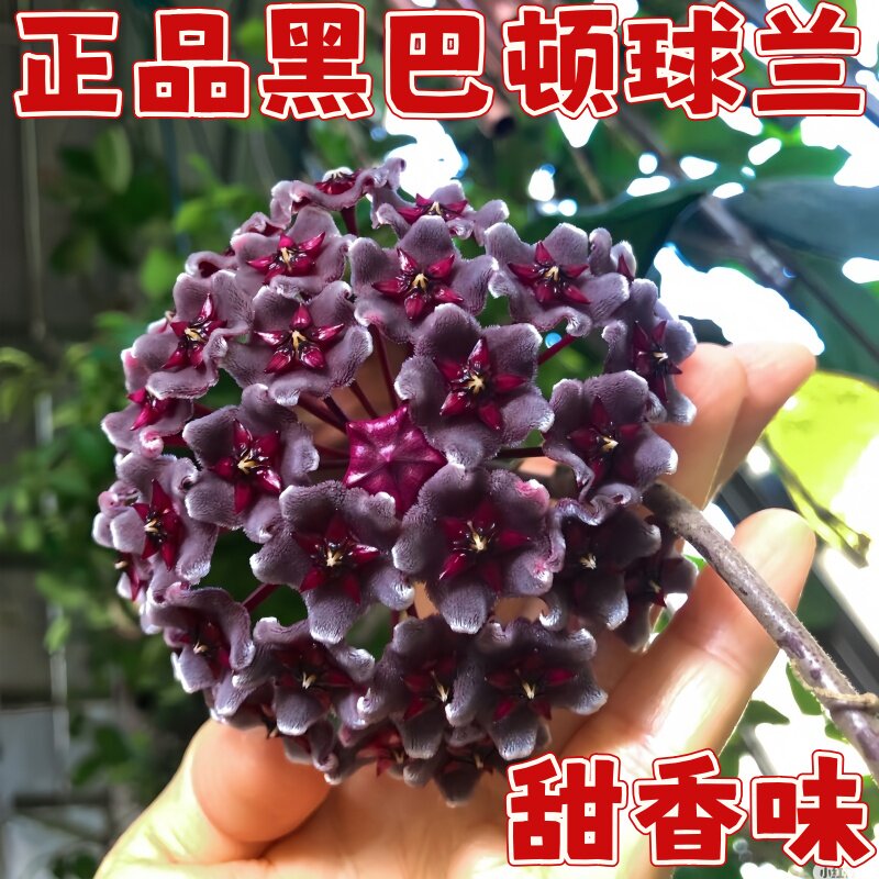 黑巴顿球兰正品大花球勤花室内阳台耐热垂吊爬藤植物吊兰绿植花卉
