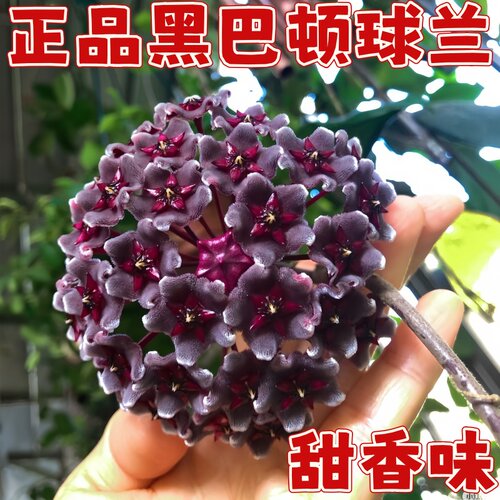 正宗黑巴顿球兰花大花球勤花室内阳台耐热垂吊爬藤植物吊兰花好养