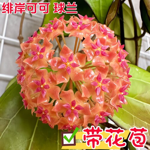 绯岸可可球兰勤花浓香四季常青室内阳台花卉绿植垂吊爬藤植物盆栽