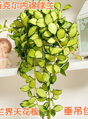 休内球兰大苗勤花四季常青室内阳台垂吊花卉绿植桌面爬藤植物吊兰
