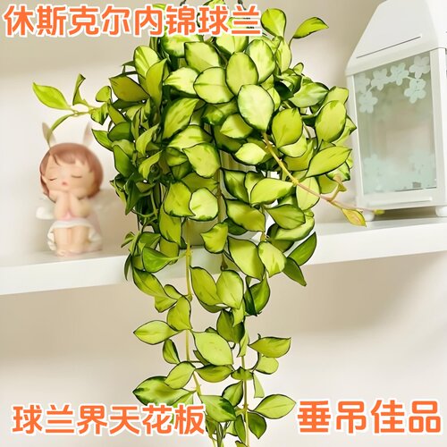 休内球兰大苗勤花四季常青室内阳台垂吊花卉绿植桌面爬藤植物吊兰