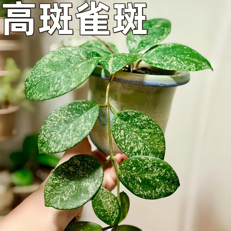 高斑雀斑球兰Hoya carnosa Freckles Splash阳台高级绿植花卉盆栽