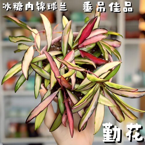 冰糖内锦球兰大苗勤花变色四季室内阳台花卉绿植垂吊爬藤植物吊兰