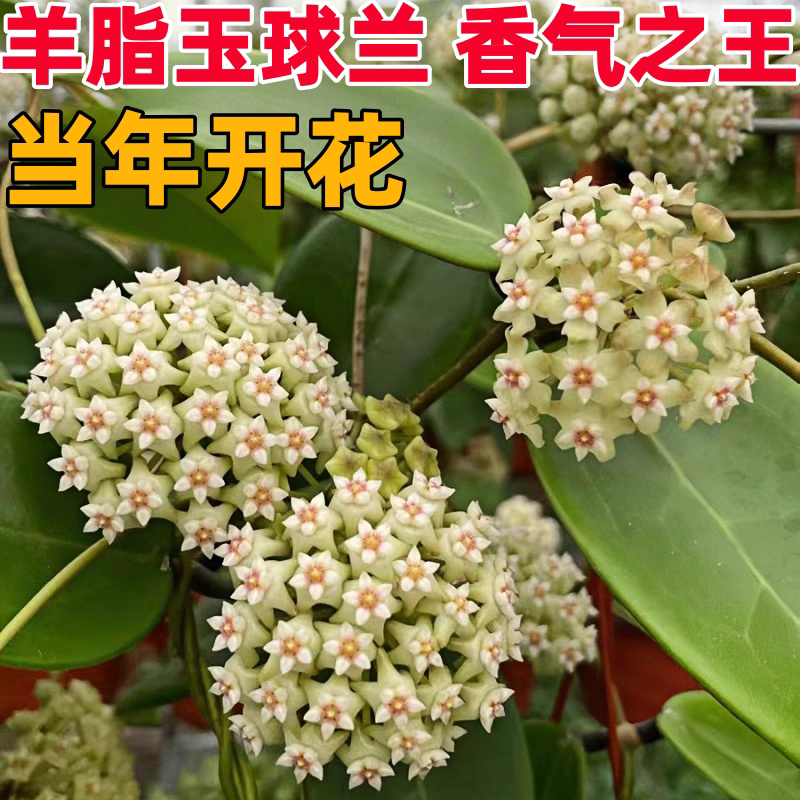 羊脂玉球兰花勤花浓香室内阳台花