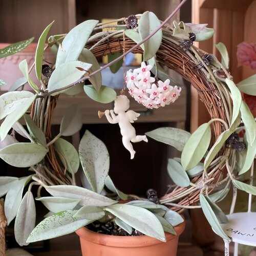 银元球兰073全银品种高级勤花四季室内阳台花卉绿植爬藤植物吊兰