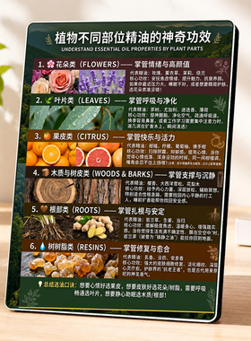 现代创意植物精油功效知识摆台芳疗馆客厅卧室装饰摆件