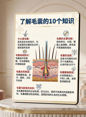 毛囊知识科普 美容院皮肤管理店内宣传桌面摆件