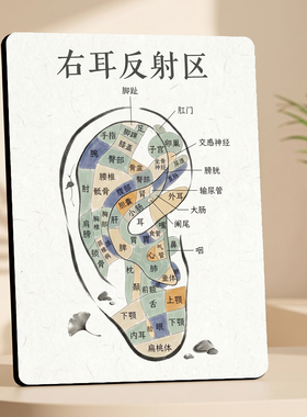 右耳反射区美容院店内宣传桌面装饰摆件