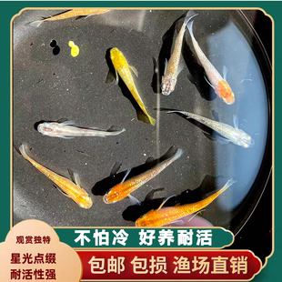 观背青鳉冷水鱼淡水观赏鱼小锦鲤金鱼古法缸孔雀斑马草缸鱼不怕冷