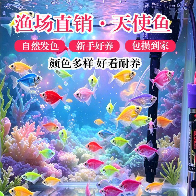 超大号七彩天使鱼新手好养耐活群游斑马孔雀小型鱼不褪色可混养