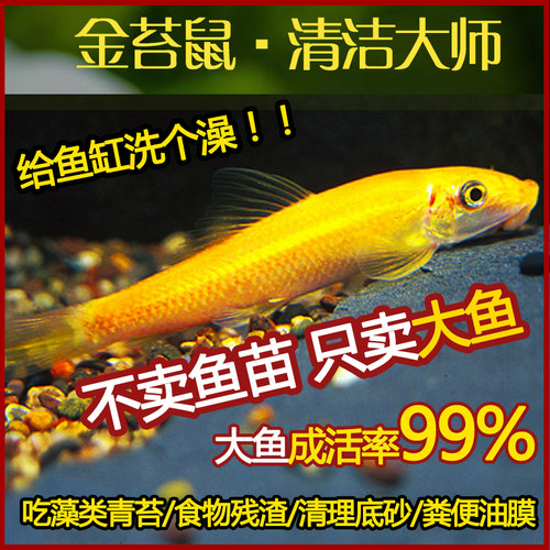 大金苔鼠清道夫大鱼工具鱼清洁鱼
