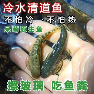 冷吸鳅鳅清道鱼爬岩不怕原生擦玻璃吃鱼粪观赏除藻工具清理粪便
