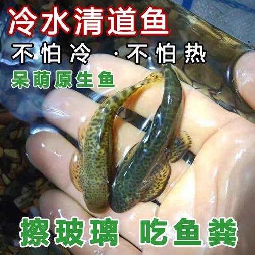 冷水吸鳅清道鱼爬岩鳅原生鱼擦玻璃吃鱼粪观赏除藻工具清理粪便