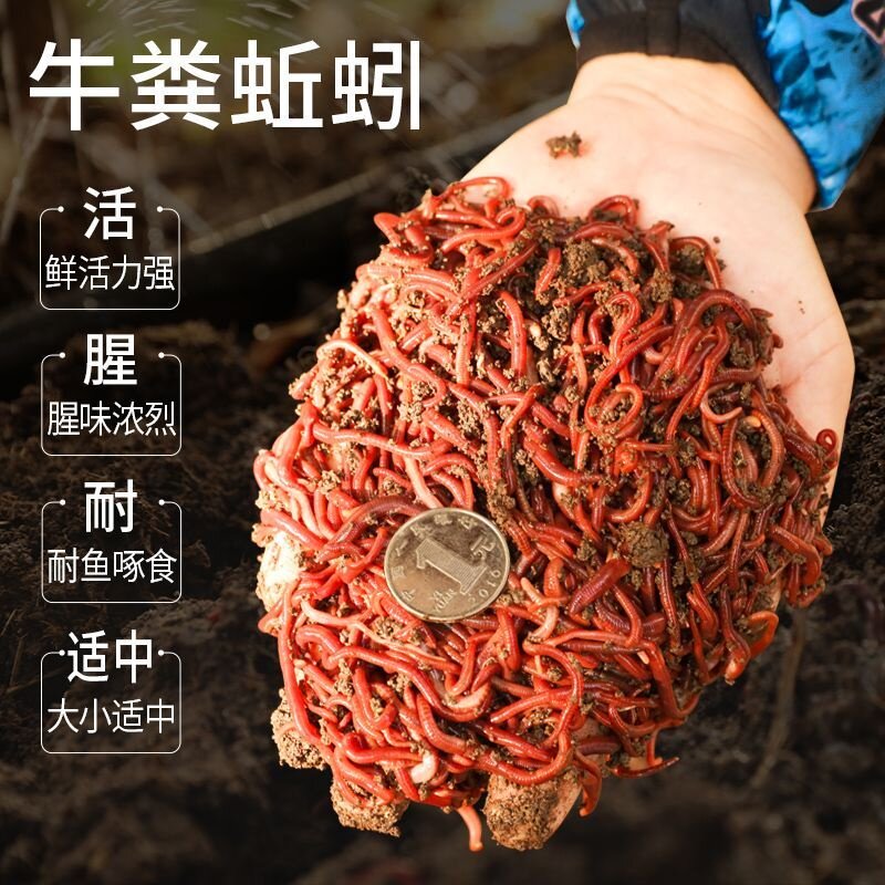 蚯蚓大号红蚯蚓活饵钓鱼垂钓钓鱼活饵/谷麦饵等饵料