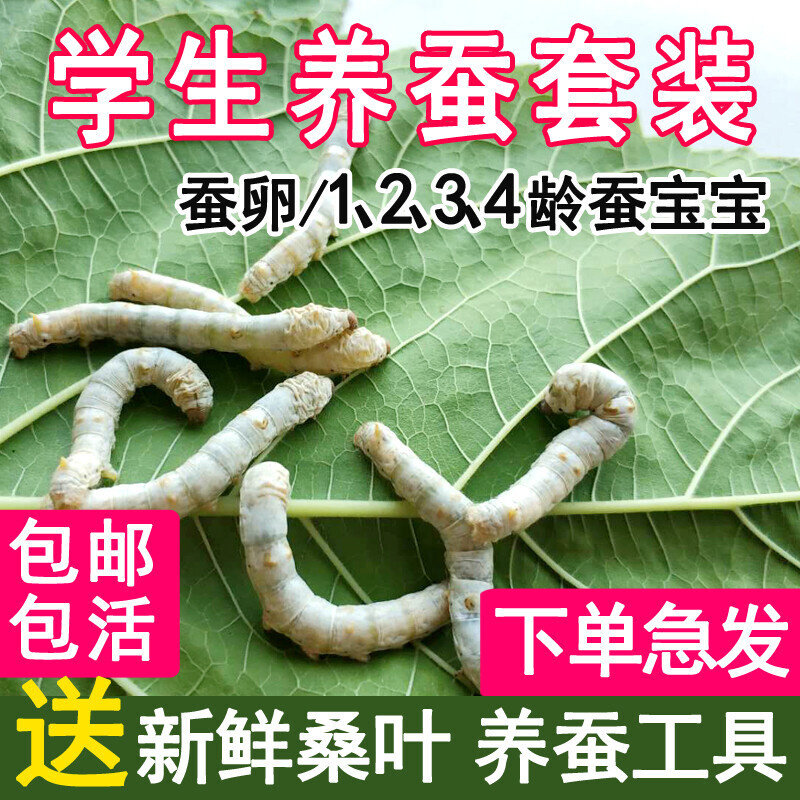 蚕宝宝活物七彩儿童学生养蚕套装春蚕籽蚕种小蚕卵新鲜桑叶500g