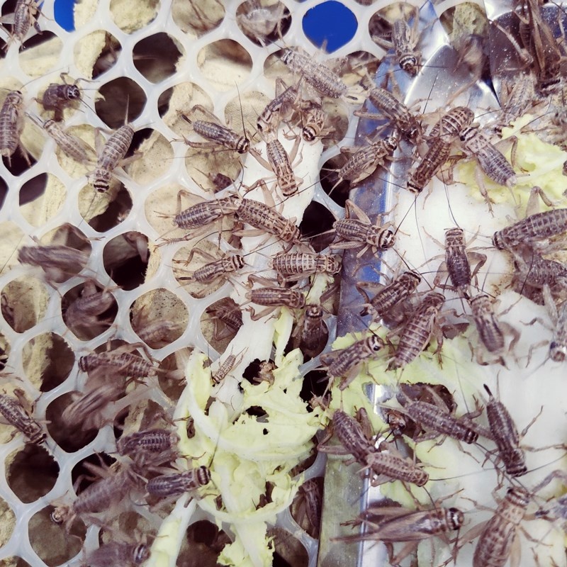 蛐蛐活虫白蟋蟀蜥蜴活体饲料蜘蛛鸟食针头蟋蟀宠物守宫鸟食活物