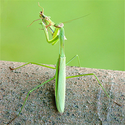 顺丰包邮中华大刀螳螂宠物广斧螳螂活虫 螳螂食物卵鞘饲养盒爬宠