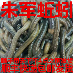 青蚯蚓黑蚯蚓钓黄鳝龙虾泥鳅朱军蚯蚓大青臭蚯蚓包邮