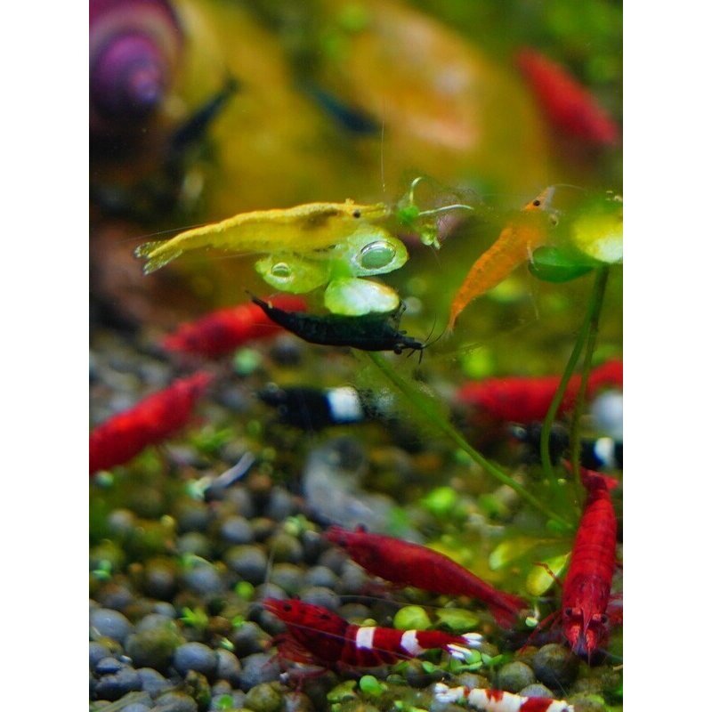 观赏虾螺套餐水族淡水活体宠物鱼缸除藻樱花极火黄金米红琉璃水晶