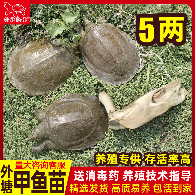 小甲鱼苗活体正宗生态外塘稻田童子中华鳖放养殖鲜活水鱼苗广东省