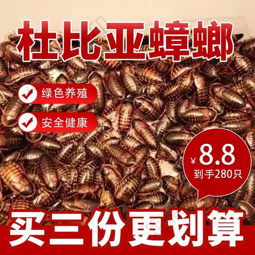 杜比亚蟑螂活虫繁殖组鬃狮守宫蜥蜴吃的食物乌龟爬宠龙鱼鸣虫饲料