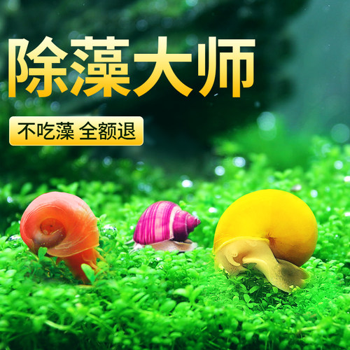 观赏螺淡水苹果螺鱼缸除藻工具吃藻清缸清理小宠物黄金螺大号蜗牛