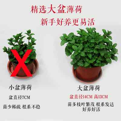 薄荷盆栽 食用香草 提神醒脑 驱蚊杀菌叶可泡茶 办公桌面小盆栽