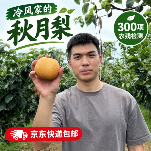 冷风家的秋月梨新鲜水果正宗秋月梨莱阳秋月梨京东快递包邮