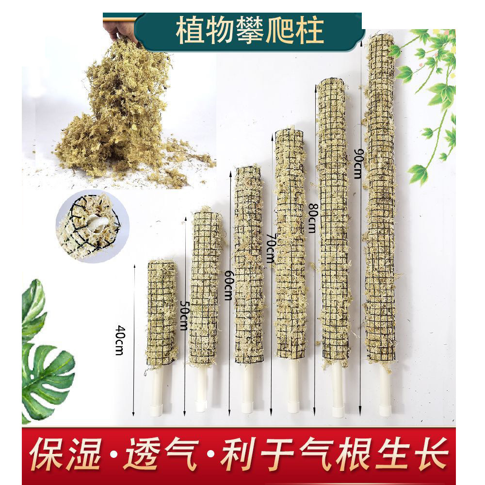 水苔柱龟背竹支撑杆热植苔藓棒图片