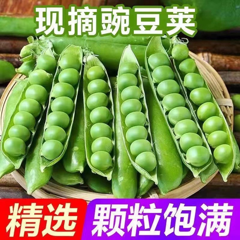 农家新鲜河南当季带壳青豌豆荚脆甜生荷兰豆现摘现发蔬菜荚豆角