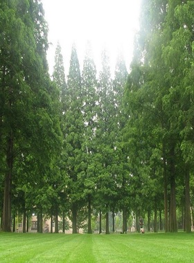 绿化木庭院树水杉小落羽杉风景树树乔木银杏树沉香树银杏苗活树