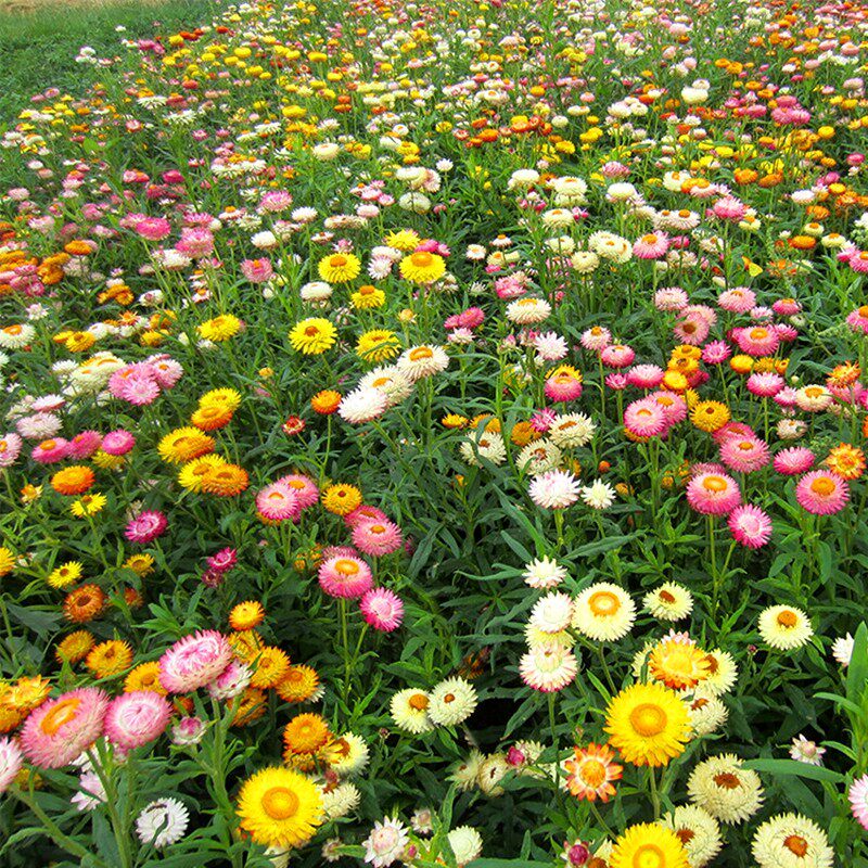 麦秆菊种子混色腊菊乾燥花菊花籽景观绿化盆栽花卉阳台园艺切花观