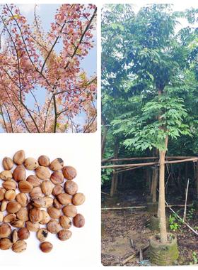 林木种子花旗木种子桃红阵雨树泰国,绒果决明种籽子绿化树种