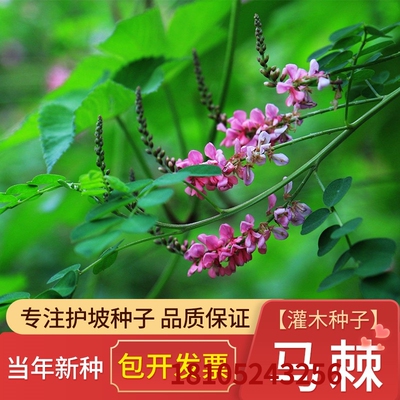 马棘种子植树造林园林绿化高速公路边坡荒山复绿改造防护灌木种子