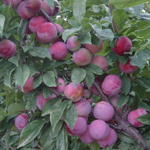 新采收红叶李 紫叶稠李种子 三华李树种 欧李果树种 李子