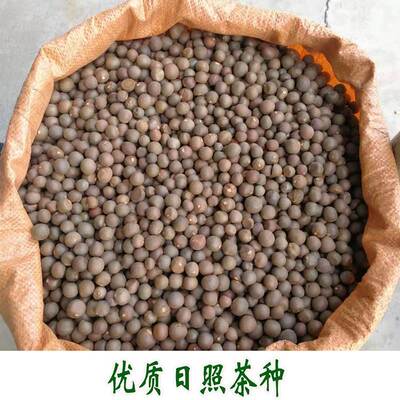 山东日照茶种子茶树种籽北半部抗寒抗旱发芽率高鸠坑板栗香发芽早