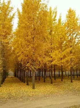 银杏树苗白果活苗庭院占地绿化苗木行道树金叶银杏小苗南北方种植