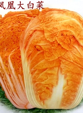 一代杂交火凤凰大白菜种子秋播庭院金黄色大白菜种子四季蔬菜种子