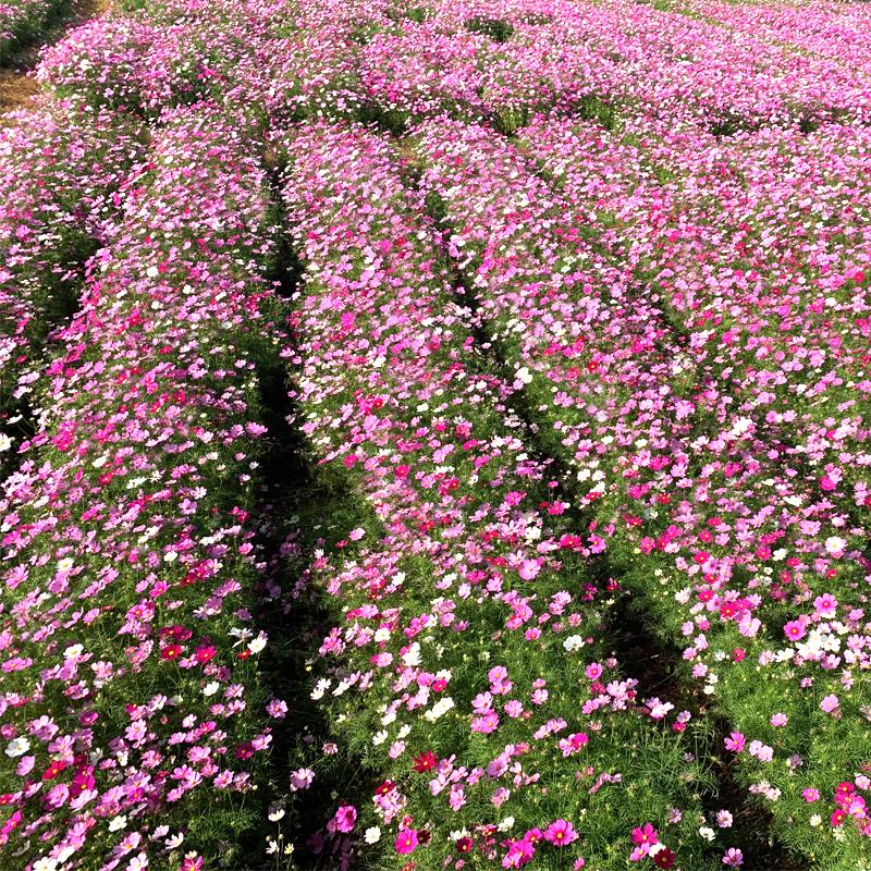 波斯菊花种籽子四季播种开花易活室外种植七彩野花格桑花庭院花籽