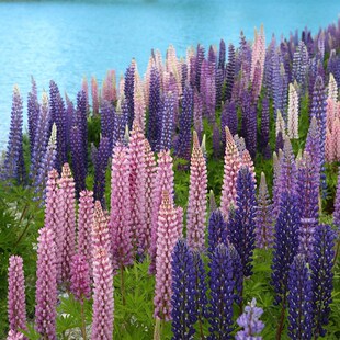 鲁冰花籽羽扇豆种子庭院绿化四季易种活宿根耐寒花籽阳台室外北方