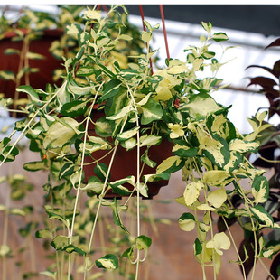 阳台垂吊藤蔓植物黄金花叶蔓长春藤植物常春藤吊兰绿植盆栽花卉