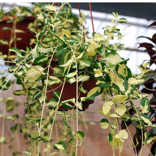 阳台垂吊藤蔓植物黄金花叶蔓长春藤植物常春藤吊兰绿植盆栽花卉