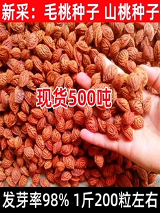 当年新采毛桃树种子野生毛桃核桃树种子嫁接果树用砧木山杏种籽子