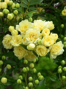 黄色木香花浓香花卉七里香阳台庭院垂吊爬藤植物白色木香花苗盆栽