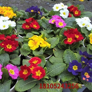 报春花种籽 迎春花种子花卉种孑室内阳台盆栽庭院 报春花花种重瓣