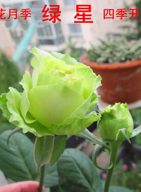 绿星绿色大花月季花苗庭院阳台观花花卉植物玫瑰绿植盆栽多季开花